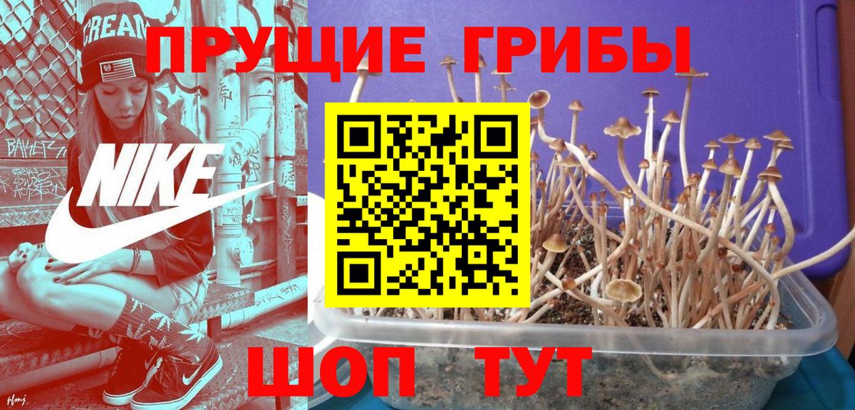 Галлюциногенные грибы Psilocybine cubensis  Вход с VPN  Лениногорск  Псилоцибиновые грибы Magic Shrooms 